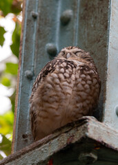 Burrowing Owl (Athene cunicularia) spotted outdoors