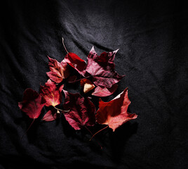 Dried and curled red Autumn leaves on black fabric with copy space