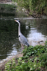 A close up of a Grey Heron