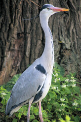 grey heron ardea cinerea
