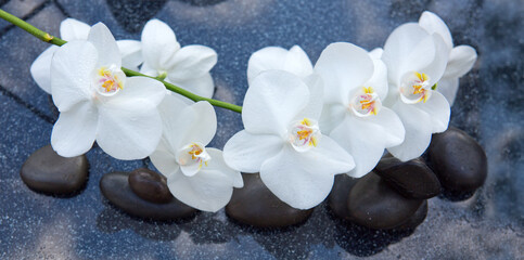 Fototapeta na wymiar White orchid and black spa stones on the gray background.