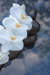 Obraz na płótnie Canvas White orchid and black spa stones on the gray background.