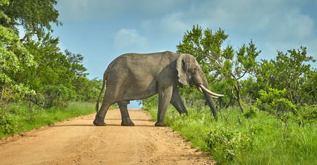 Bull Elephant Crossing a Road in South Africa