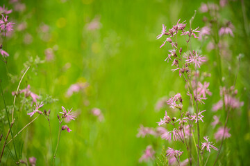 Delicate lilac wildflowers in lush spring grass on a sunny morning