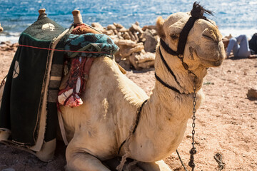 A caravan of camels rests in the desert against the backdrop of the red sea and high mountains.