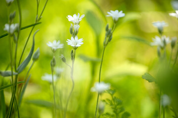 Delicate white flowers  in the spring meadow
