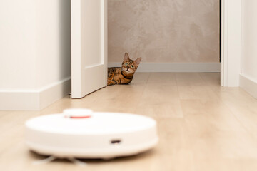 Pets concept. A beautiful, playful, leopard cat, Bengal breed, lies funny, looks out from behind the door and watches a white robot vacuum cleaner cleaning in a home interior.