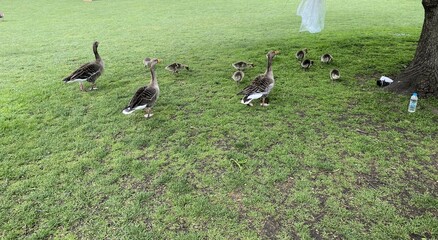 A close up of a Greylag Goose