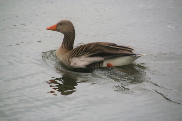 A close up of a Greylag Goose
