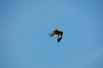 a wild red kite (Milvus milvus) in flight