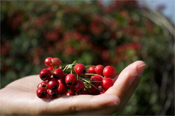 Hawthorn berry. Woman hand cutting hawthorn berry hedge for making herbal tea hot drink in winter....