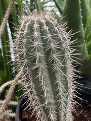 beautiful cactus, green with white thorns, close up