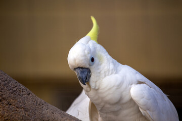 Yellow-crested Cockatoo (Cacatua sulphurea) spotted outdoors