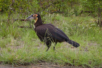 Ground Hornbill 