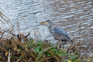 A gray heron (Ardea cinerea) walks along the shore of a pond in search of prey