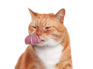 Cute cat showing long tongue on white background