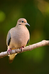 Mourning Dove perched on a branch along the edge of  a forest