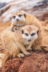 Fototapeta premium A group of cute meerkats. Meerkat Family are sunbathing.