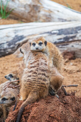 A group of cute meerkats. Meerkat Family are sunbathing.