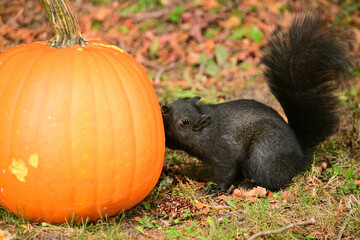 American Black Squirrel investigates and eats pumpkins after Halloween