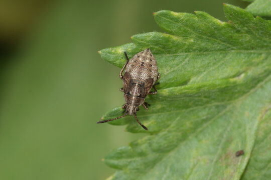 Closeup on the instar , nymph of a Rhopalid bug, Stictopleurus punctatonervosus, on a green leaf