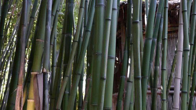 bamboos in a bamboo forest
