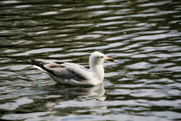 Fototapeta na wymiar A Herring Gull on the water