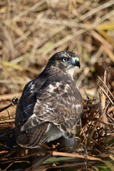 A Juvenile Red-tailed Hawk in tall grass hunting for mice 