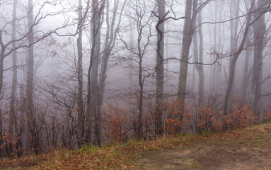 fog in the autumn forest