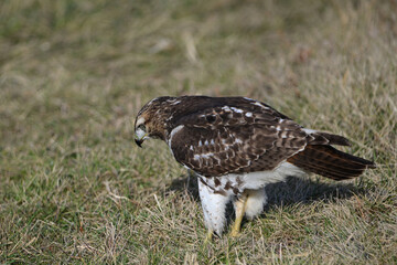 A Juvenile Red-tailed Hawk in tall grass hunting for mice 