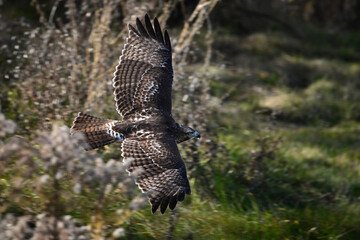 A Juvenile Red-tailed Hawk in flight over a meadow with its wings spread 