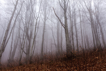 fog in the autumn forest