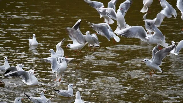 Seagulls on the pond. A lot of birds catch food.