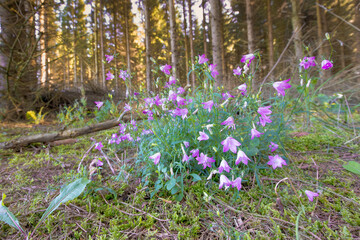 Close up of a Rapunzel bellflower or Rumpelstiltskin, Campanula rapunculus, with pink flowering calyxes against a background of mature spruce trees