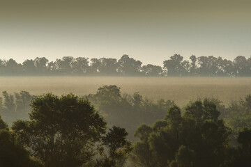 Misty morning at summer with fog . Fog over the trees and forest . Daylight. Sunrise over the field. Sunny and foggy morning . 