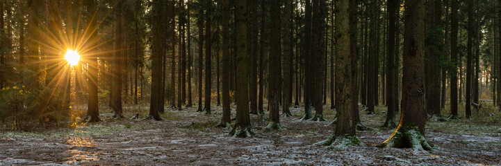 morning old spruce forest lightly powdered with early snow with bright sun rays through the branches of the trees. widescreen landscape 15x3 format. late fall
