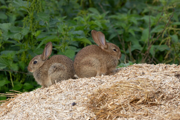 sunning buns