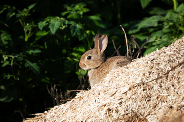 sunning buns