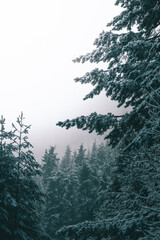 Welcome snowy winter, Pirin National Park, Bulgaria.