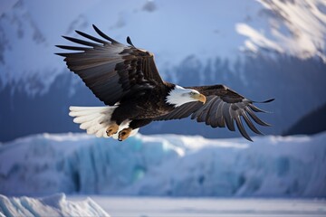 Bald eagle flying in icy glacier mountains