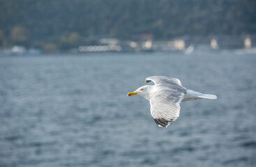 The show of seagulls flying over the sea
