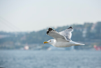 Fototapeta na wymiar The show of seagulls flying over the sea