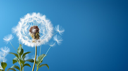 fluffy white dandelions on a blue background.