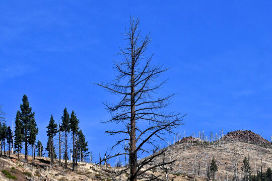 Image from 2023. The Washington Fire was first ignited by lightning late June 2015 and burned a total of ~19,000 acres near Markleeville, California