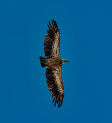 Obraz premium Griffon vulture, Gyps fulvus flying around Salto del Gitano in Monfrague National Park. Caceres, Extremadura, Spain