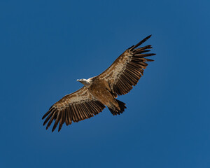 Griffon vulture, Gyps fulvus flying around Salto del Gitano in Monfrague National Park. Caceres, Extremadura, Spain
