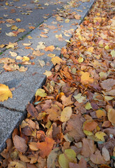 Herbstlaub am Straßenrand