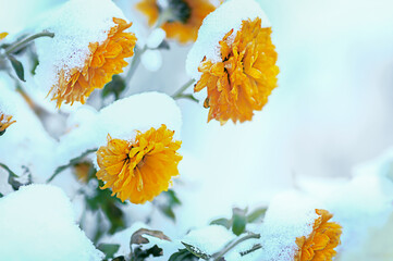 Orange chrysanthemums under the snow