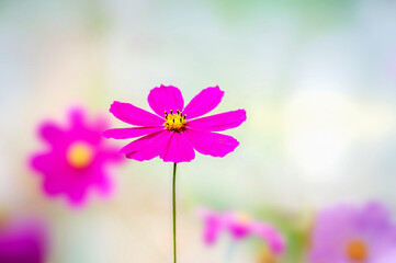 Pink wildflower cosmos