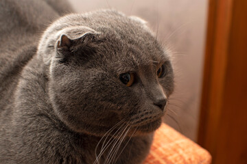 Portrait of British Shorthair cat	